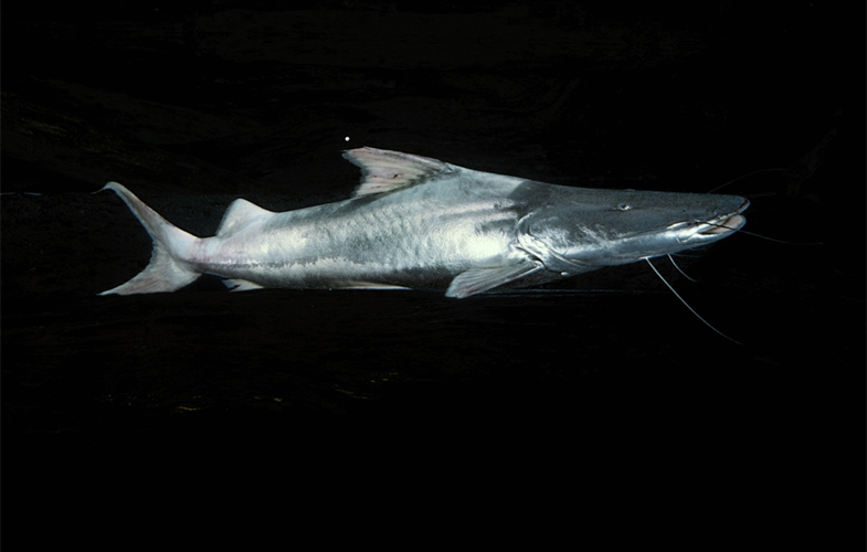 Dorado Catfish. Photo credit: Michael Goulding  ©WCS